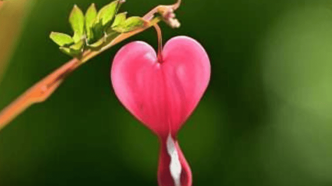 heart ozner