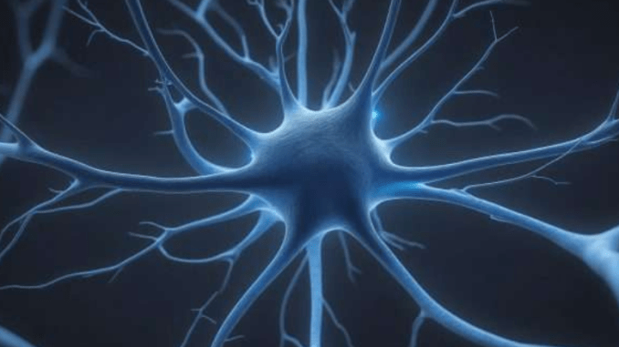 neurons
